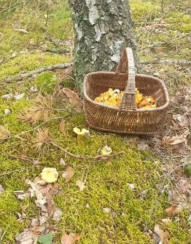 Pod Sosnowym Lasem Borowy Mlyn